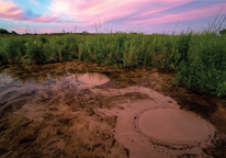 Two boiling sand springs bubble to the surface of a fen wetland at sunset.