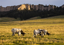 Texas longhorns grazing by the buttes at Fort Robinson State Park