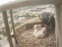 Peregrine parent feeding chicks in screenshot from falcon cam