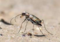 Closeup of a Salt Creek tiger beetle on sandy ground