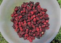 Bowl of mulberries sitting on the grass