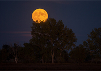 A full moon glows orange over a tree