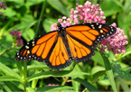 A monarch butterfly rests on milkweed