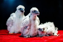 Three fuzzy white peregrine falcon chicks sitting on a red blanket