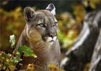 Closeup of a mountain lion