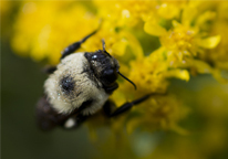 Closeup of bumble bee sipping nectar from yellow flowers