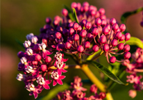 Closeup of swamp milkweed, with bright pink flowers