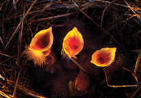 European starling chicks in a nest