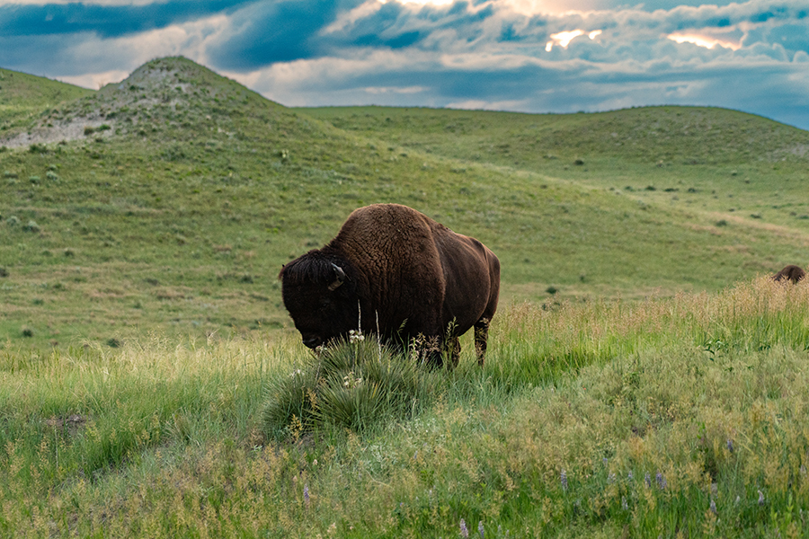 An American bison grazes in a pasture of rolling hills at Fort Robinson State Park.