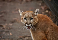 A growling mountain lion