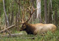 Bull elk with large antlers in the woods