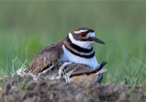 Killdeer with chicks