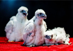 Three fuzzy white peregrine falcon chicks on a red blanket