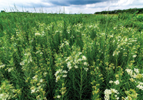 A field of whorled milkweed