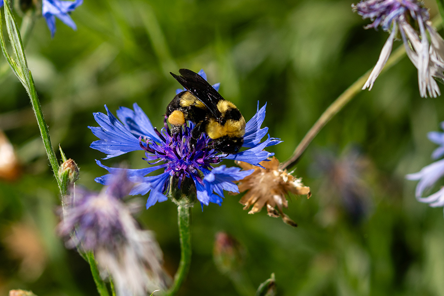 A Southern Plains bumble bee visits a cornflower bloom.