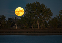 Full moon over cottonwood trees and a lake