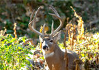 A buck in a field