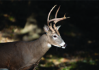 A white-tailed buck