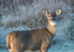 Antlerless deer in winter