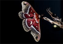 Columbia silk moth at night