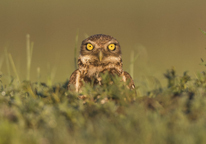 A burrowing owl looking at the camera