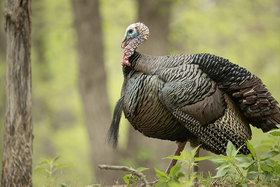 Closeup of a wild turkey walking through woods