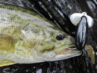 Smallmouth bass caught on a surface lure