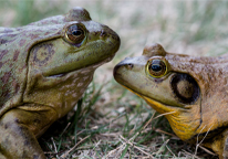 Closeup shot of two bullfrogs facing each other