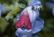 An inornate pyruasta moth, colored a deep pink, sitting on a blue flower. 