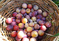 Wild plums in a basket