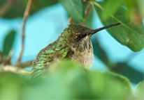 Close-up of a female ruby-throated hummingbird