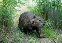 Beaver walking through grass