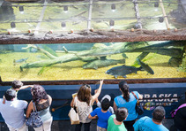 People looking at Nebraska Game and Parks' fish tank at the state fair