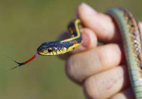 Closeup of someone holding a snake