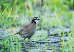 Bobwhite quail on a food plot