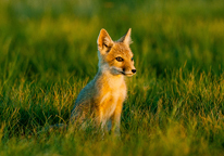 A swift fox pup pictured in grassland