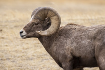 Closeup of bighorn ram