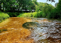 View of the Verdigris Creek East Branch, a shallow, clear stream