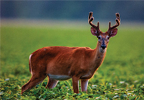 White-tailed buck with velvet-covered antlers standing in a field