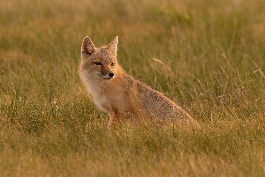 An adult swift fox looking to the side near its den in Sioux County.