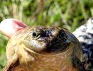 Closeup of someone holding a bullfrog