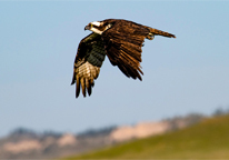 A raptor in mid-flight, wings outstretched