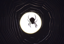 The silhouette of a spider suspended on a web with a full moon behind it