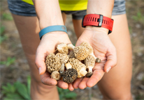 A girl holds morel mushrooms