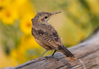 A bird sits on a log with yellow flowers in background