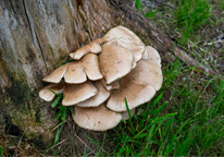 Oyster mushrooms growing out of the base of a tree trunk