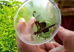 Closeup of someone holding a dragonfly in a vial