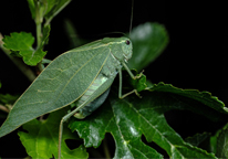 A katydid looking similar to the leaves it is sitting on