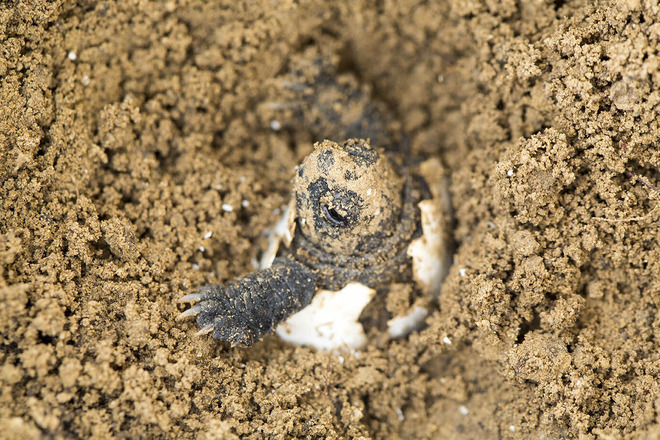 A common snapping turtle hatches out of an egg, through sandy ground