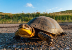 Blanding's turtle on a highway